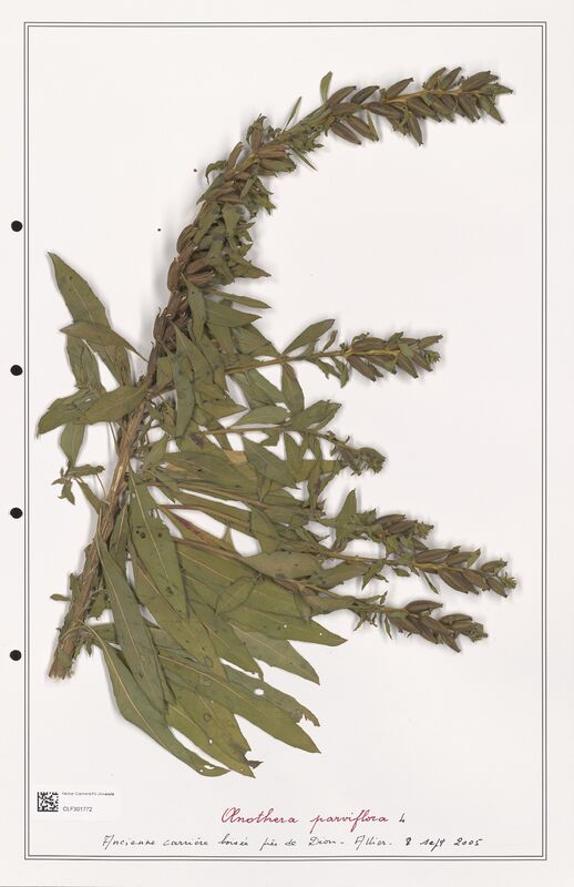 Oenothera parviflora  (Onagraceae)