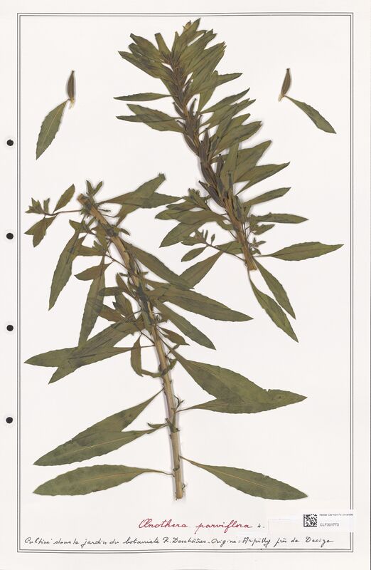 Oenothera parviflora  (Onagraceae)