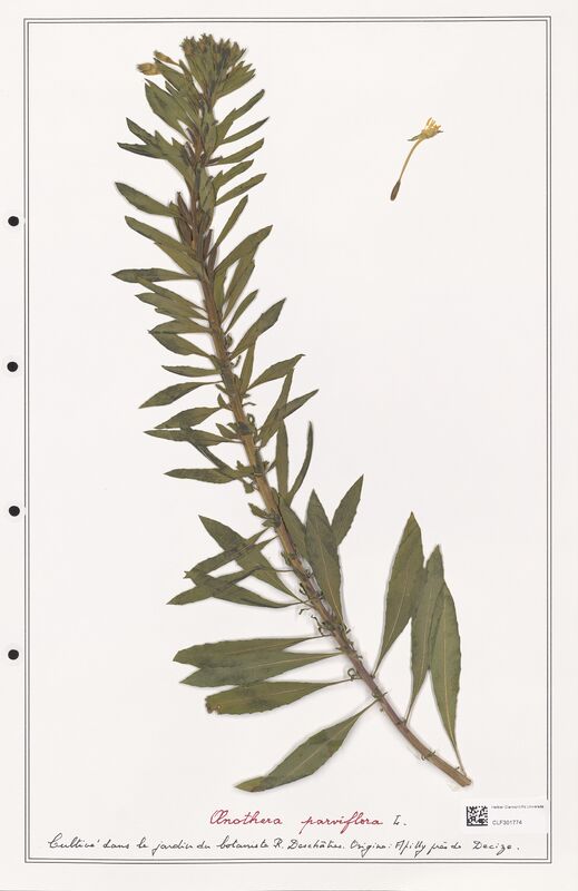 Oenothera parviflora  (Onagraceae)