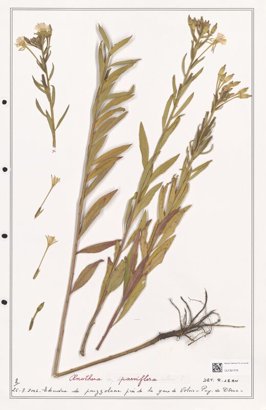 Oenothera parviflora  (Onagraceae)