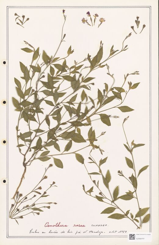 Oenothera rosea  (Onagraceae)