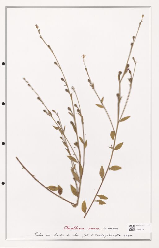 Oenothera rosea  (Onagraceae)