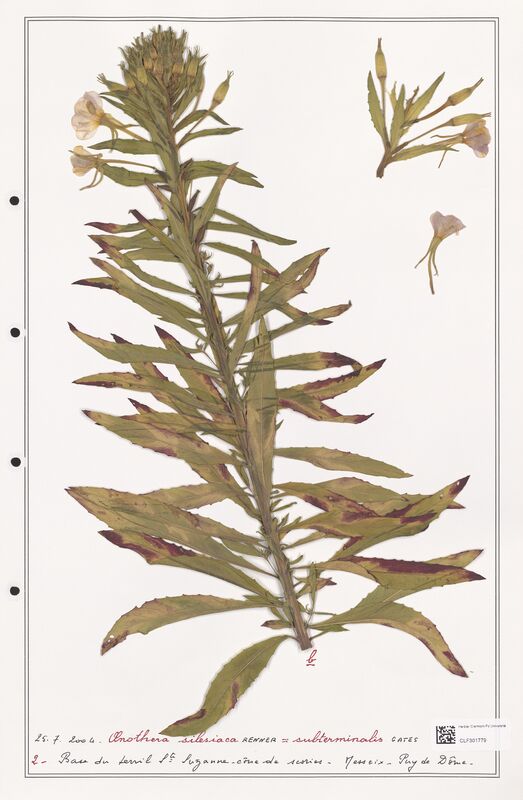 Oenothera silesiaca  (Onagraceae)