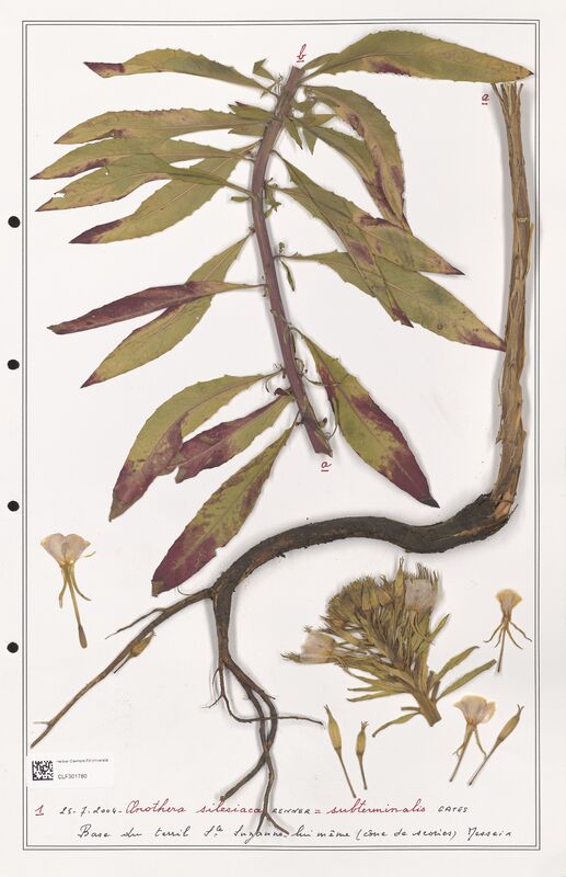 Oenothera silesiaca  (Onagraceae)