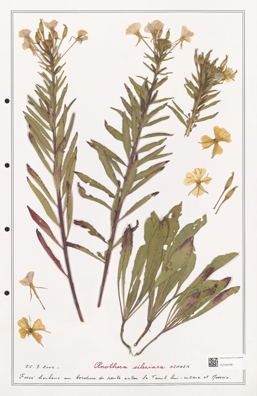 Oenothera silesiaca  (Onagraceae)