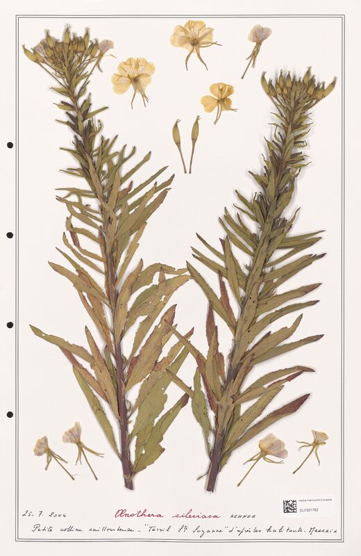 Oenothera silesiaca  (Onagraceae)