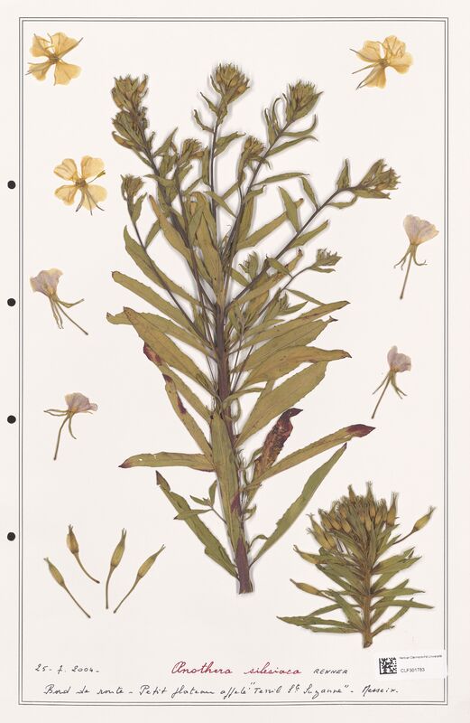 Oenothera silesiaca  (Onagraceae)