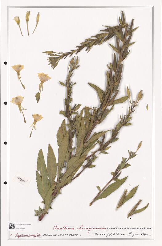 Oenothera pycnocarpa  (Onagraceae)