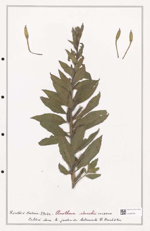 Oenothera stucchii  (Onagraceae)