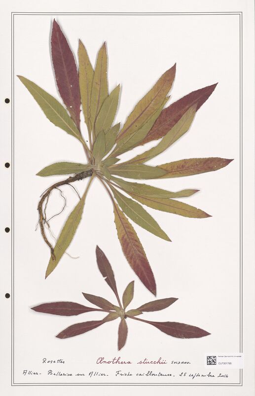 Oenothera stucchii  (Onagraceae)