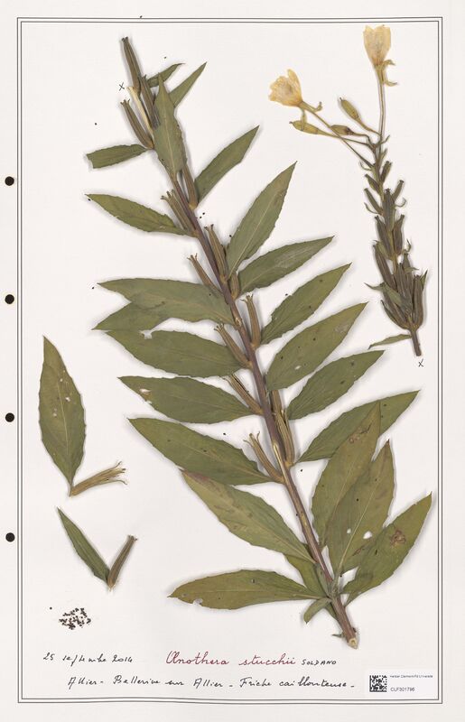 Oenothera stucchii  (Onagraceae)