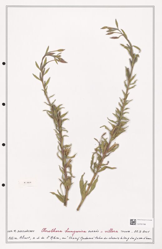 Oenothera villosa  (Onagraceae)