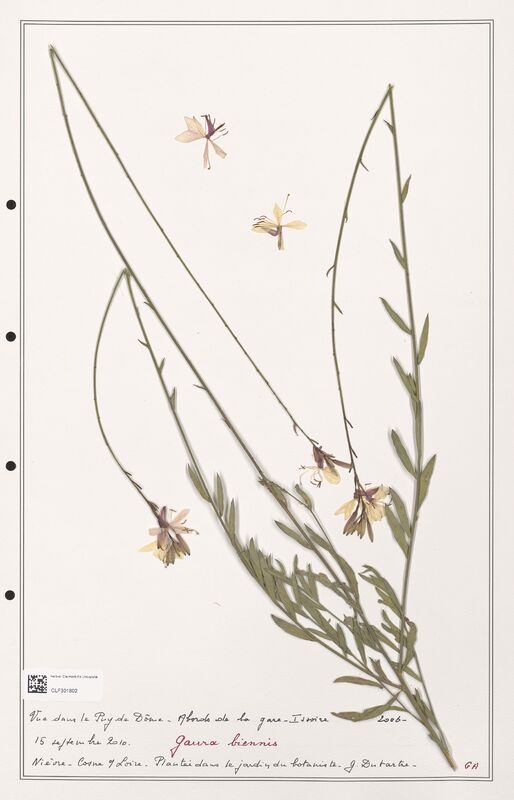 Gaura biennis  (Onagraceae)