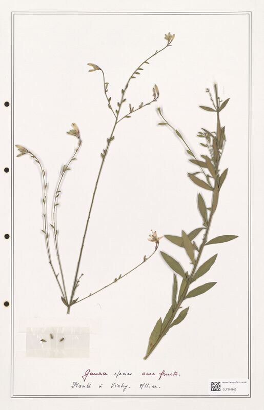 Gaura species  (Onagraceae)