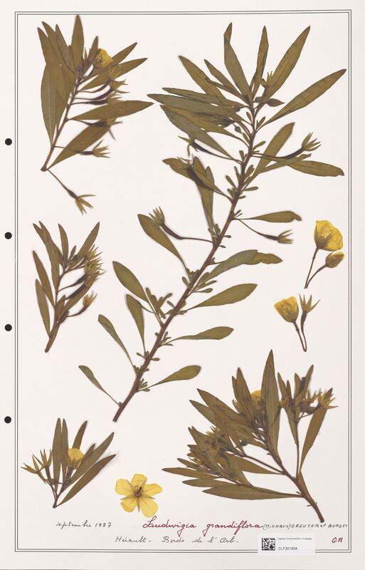 Ludwigia grandiflora  (Onagraceae)