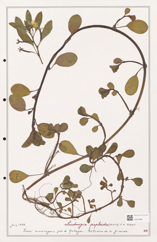 Ludwigia peploides  (Onagraceae)