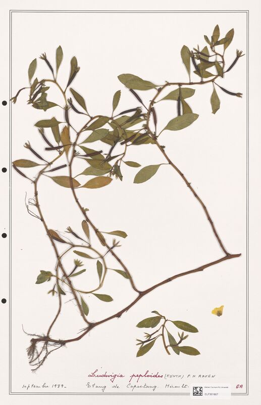 Ludwigia peploides  (Onagraceae)