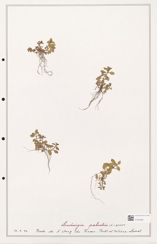 Ludwigia palustris  (Onagraceae)