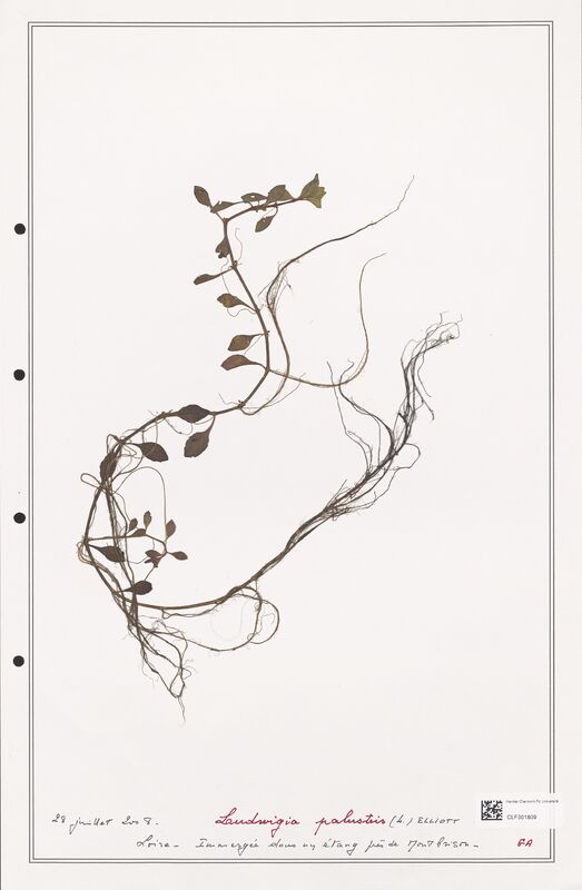 Ludwigia palustris  (Onagraceae)