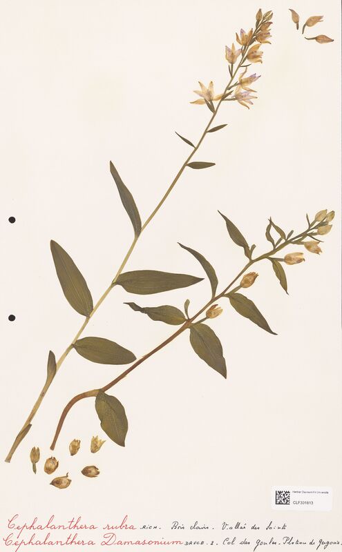 Cephalanthera rubra  (Orchidaceae)