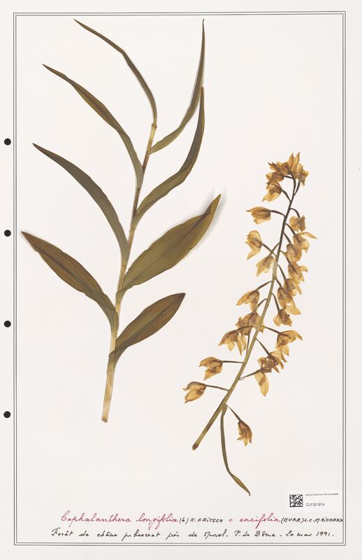 Cephalanthera longifolia  (Orchidaceae)