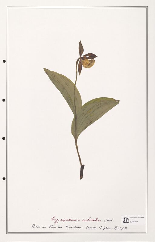 Cypripedium calceolus  (Orchidaceae)