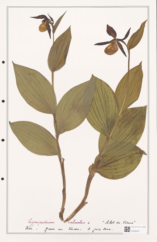 Cypripedium calceolus  (Orchidaceae)