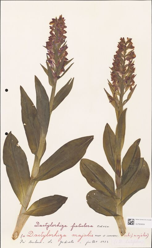 Dactylorhiza fistulosa  (Orchidaceae)