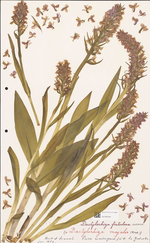 Dactylorhiza fistulosa  (Orchidaceae)