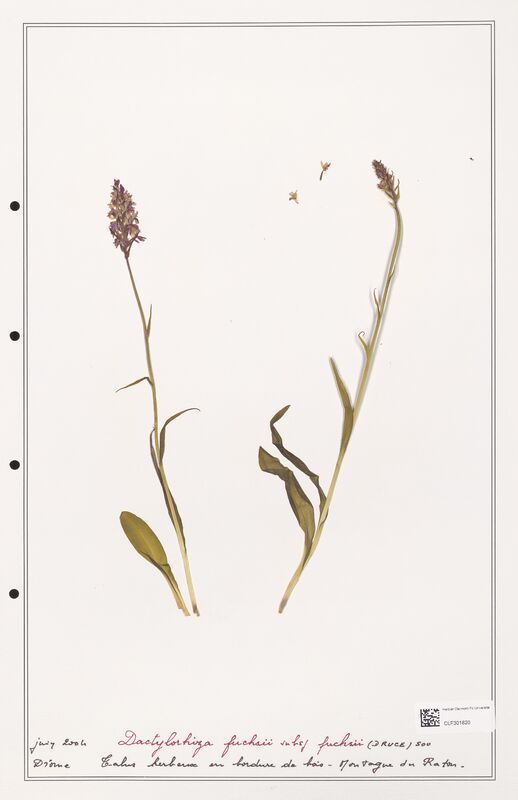Dactylorhiza fuchsii  (Orchidaceae)