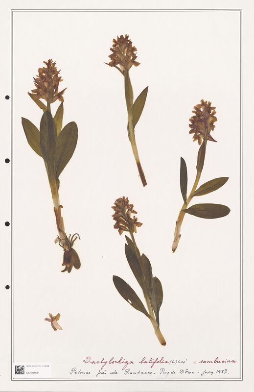 Dactylorhiza latifolia  (Orchidaceae)