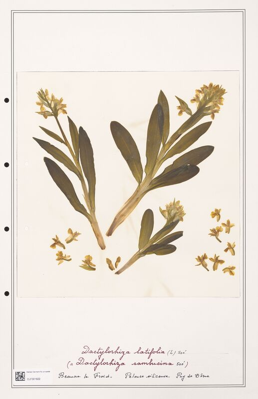 Dactylorhiza latifolia  (Orchidaceae)