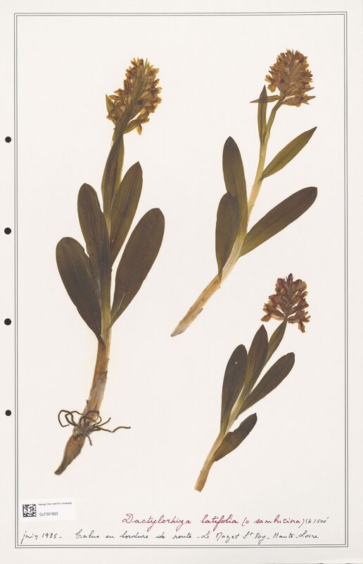 Dactylorhiza latifolia  (Orchidaceae)
