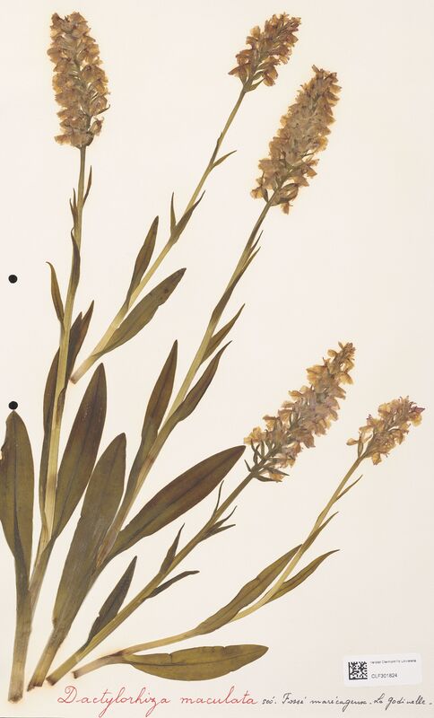 Dactylorhiza maculata  (Orchidaceae)