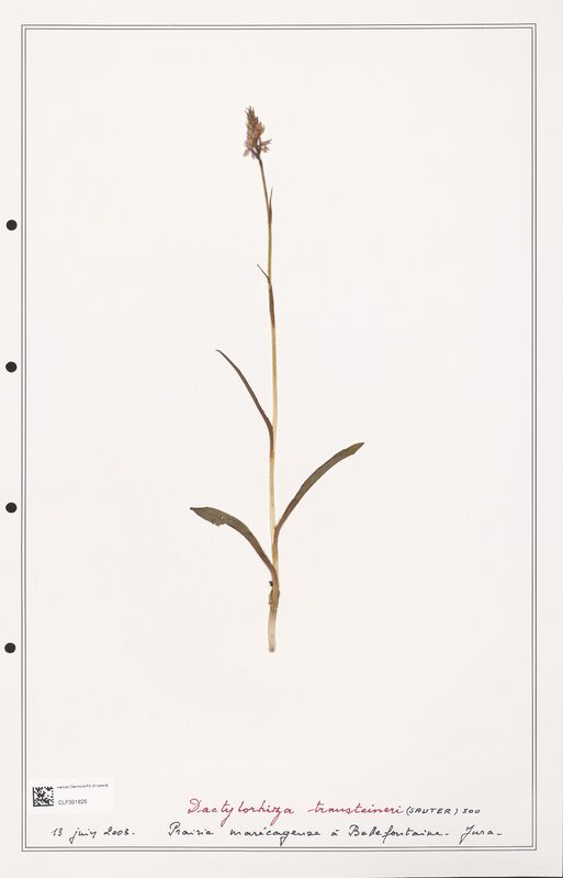 Dactylorhiza transteineri  (Orchidaceae)