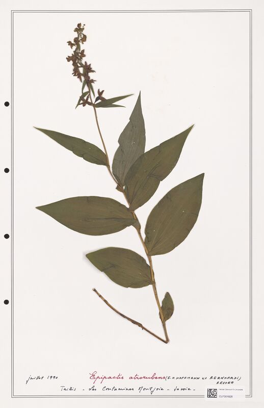 Epipactis atrorubens  (Orchidaceae)