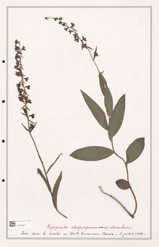 Epipactis atropurpurea  (Orchidaceae)