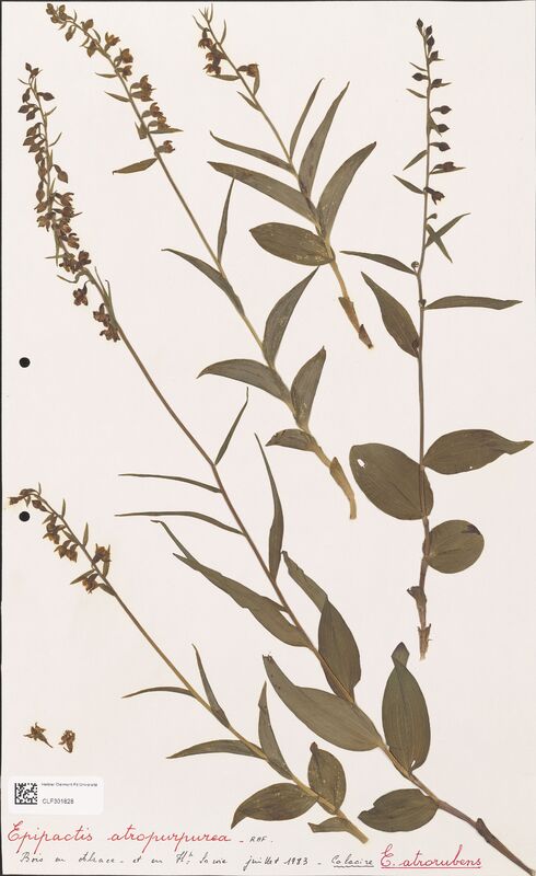 Epipactis atropurpurea  (Orchidaceae)