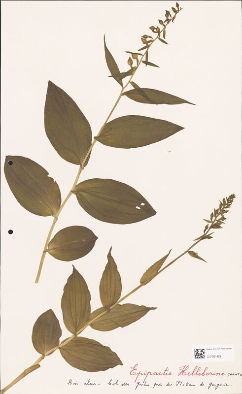 Epipactis Helleborine  (Orchidaceae)