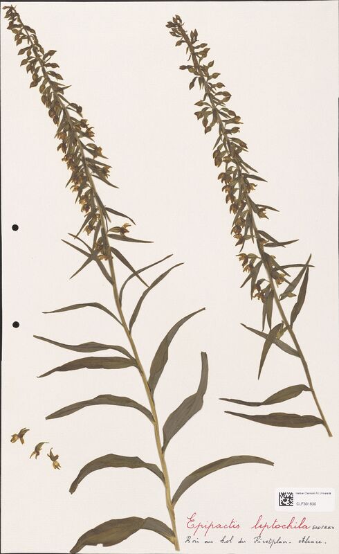 Epipactis leptochila  (Orchidaceae)