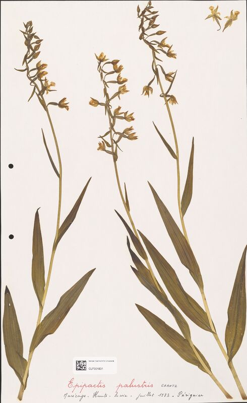 Epipactis palustris  (Orchidaceae)