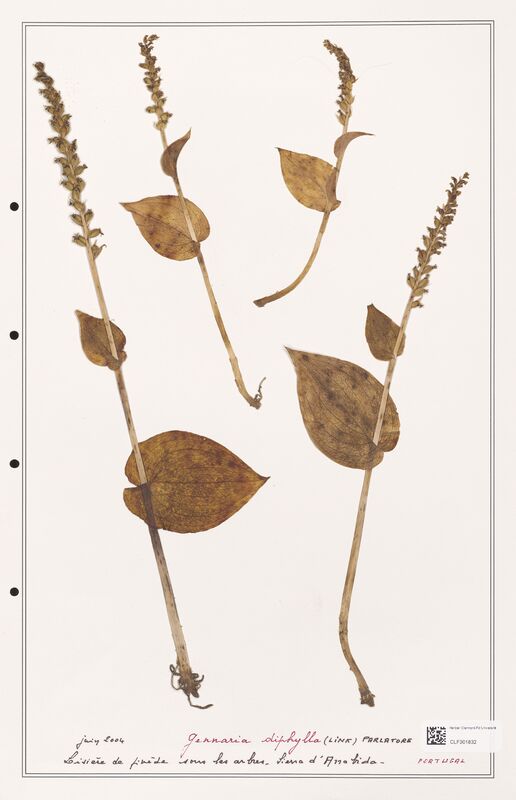 Gennaria diphylla  (Orchidaceae)