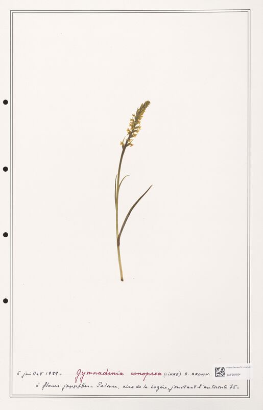 Gymnadenia conopsea  (Orchidaceae)