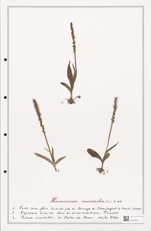 Herminium monorchis  (Orchidaceae)