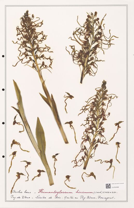 Himantoglossum hircinum  (Orchidaceae)