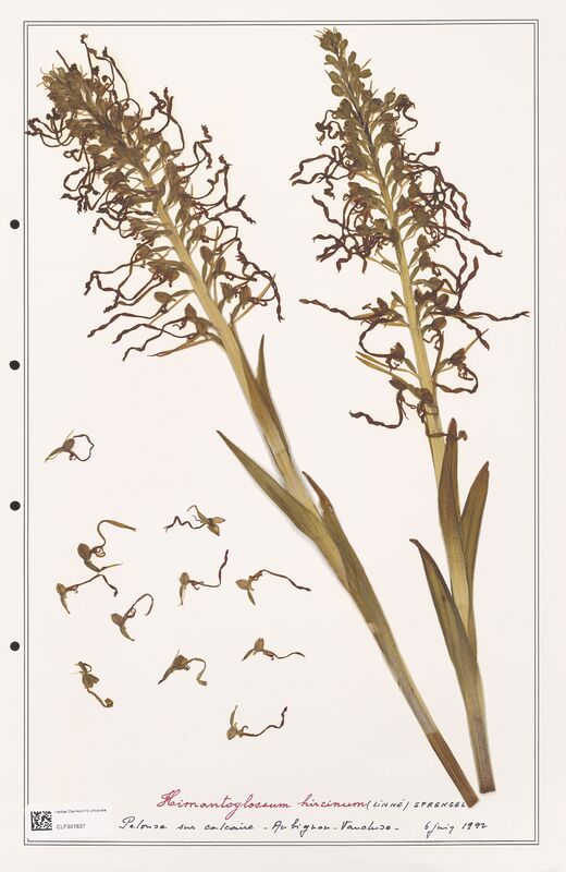 Himantoglossum hircinum  (Orchidaceae)