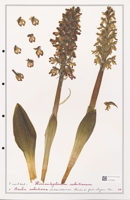 Himantoglossum robertianum  (Orchidaceae)