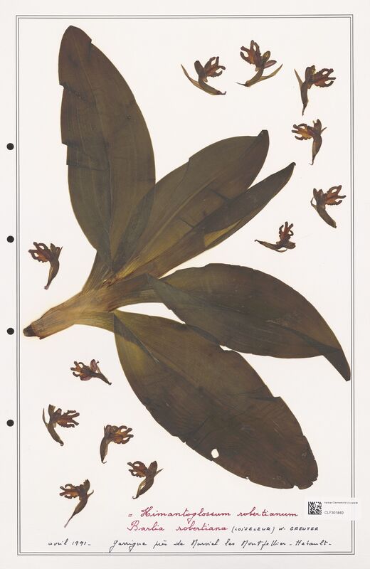 Himantoglossum robertianum  (Orchidaceae)