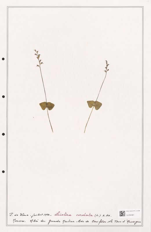 Listera cordata  (Orchidaceae)