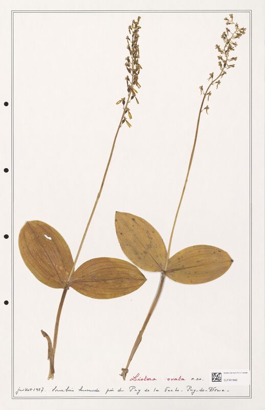 Listera ovata  (Orchidaceae)